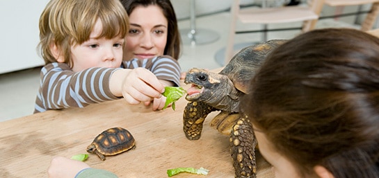 4 tipos de tortugas domésticas para tener en casa