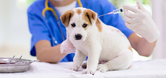 Vacunas de perros obligatorias y opcionales