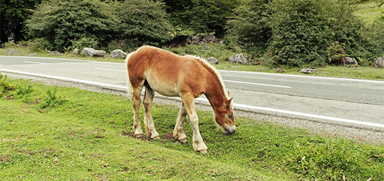 ¿El seguro de moto cubre colisiones contra animales?