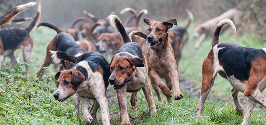 Perros de Caza en la Ley de Bienestar Animal