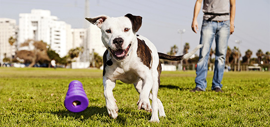 Seguro para Pitbulls de MAPFRE: Protege a tu mascota con la mejor cobertura