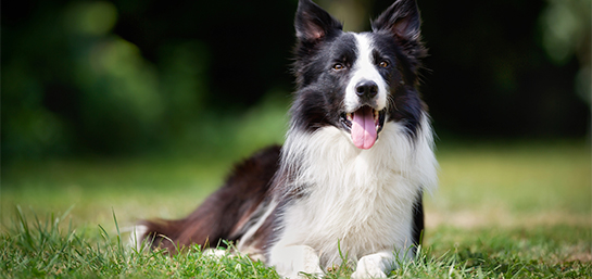 Seguro de mascotas para Border Collies