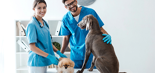 Seguros veterinarios MAPFRE