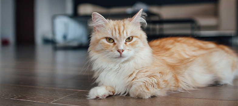 Portal_8 (Mobile) appmapfre