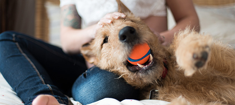 Portal_8 (Mobile) appmapfre