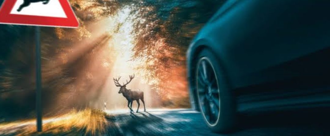 ¿Qué ocurre si atropello a un animal cinegético?