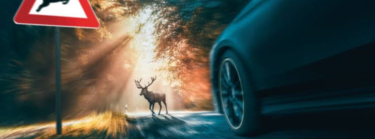 articulo Una toma de acción que muestra un ciervo cruzando una carretera iluminada por el sol en un bosque, con un automóvil en movimiento borroso en primer plano y una señal de advertencia de ciervo.