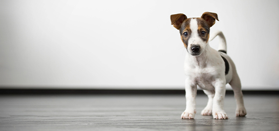 Seguro para cachorros de MAPFRE