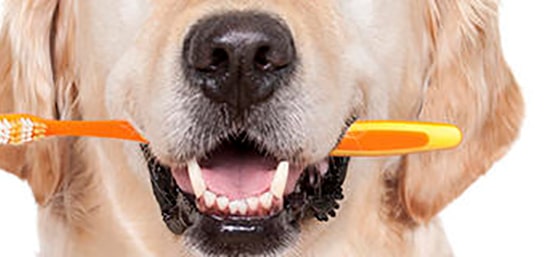 Claves para la limpieza dental en perros