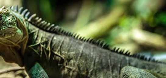 Animales para poner en un terrario: camaleones, iguanas y serpientes