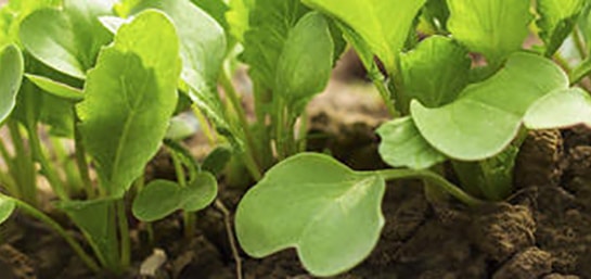 5 tips para elegir los mejores fertilizantes