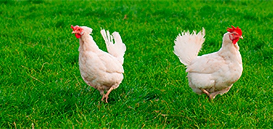 5 consejos para ahorrar en tu granja avícola