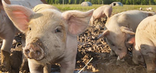 5 consejos para ahorrar en tu granja porcina