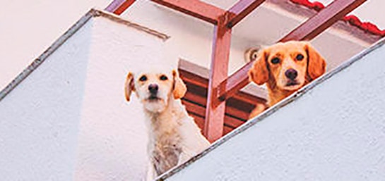 Defensa jurídica por denuncia de ladridos de perro