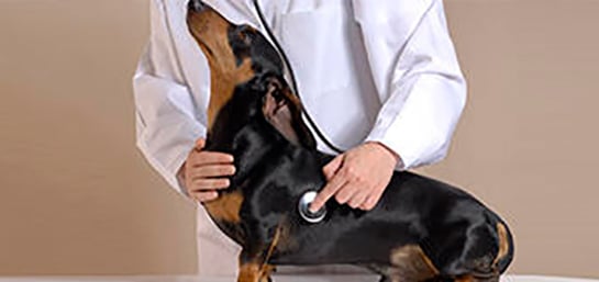 Documentación necesaria para un seguro de mascotas