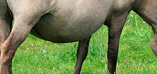 Embarazo de una yegua en el seguro de caballos