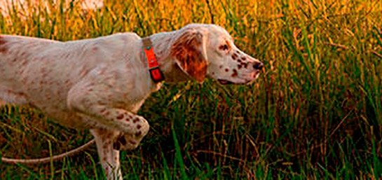 Los perros de caza en la Ley de Protección Animal