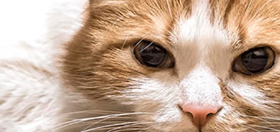 Banquete forma Multiplicación Claves para saber si tu gato está enfermo – MAPFRE