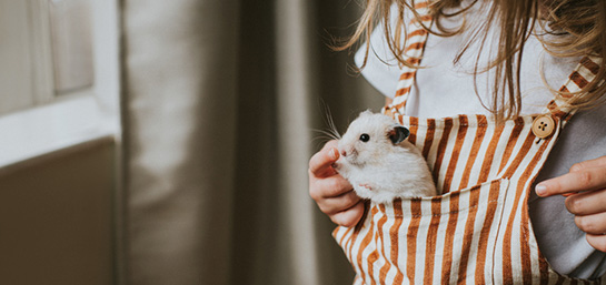 roedores-que-se-pueden-tener-legalmente-como-mascotas