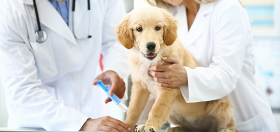 ¿El seguro de mascotas cubre las vacunas?