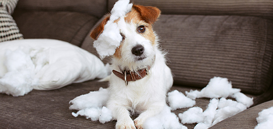 articulo cachorro de perro rompiendo sofa