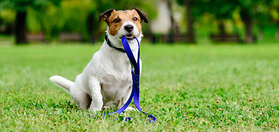 Recurrir al seguro por la pérdida de una mascota