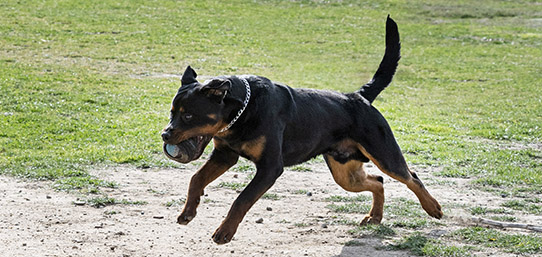 Seguro para Perros Potencialmente Peligrosos