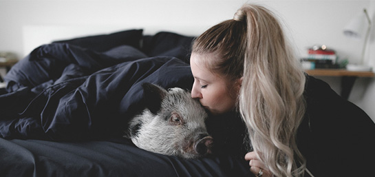 Qué debes saber si quieres un cerdo como mascota