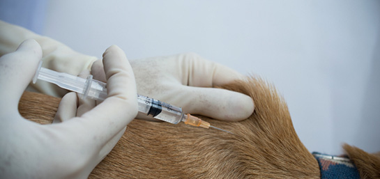 vacunas-obligatorias-para-perros