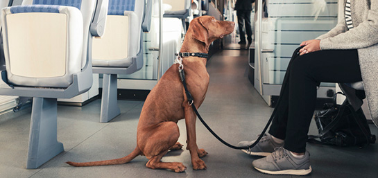 túnel Catedral vía Tips para viajar con tu mascota en tren / AVE - MAPFRE